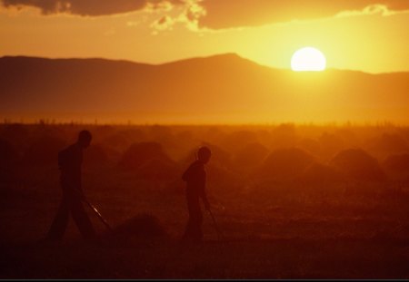 orange landscape - fields of hay, workin hard at sunset