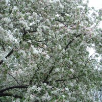 Illinois Crabapple Tree 2008