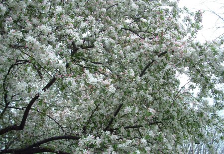 Illinois Crabapple Tree 2008 - blossom, spring, tree, nature