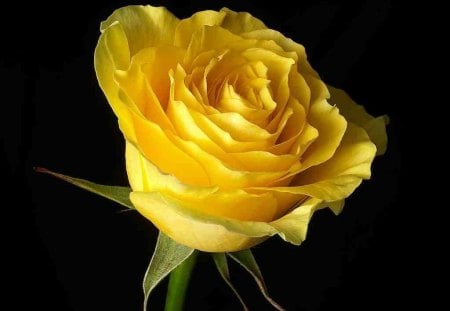 Yellow Rose - to all, the meaning of friendship