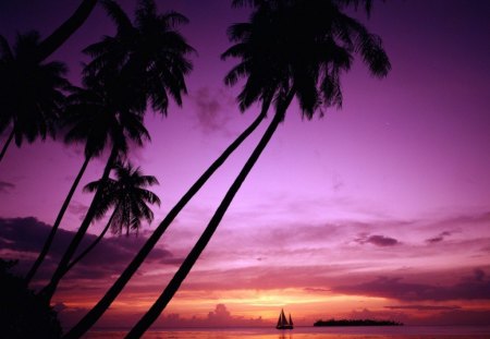 Palm Trees Horizon - horizon, trees, palm