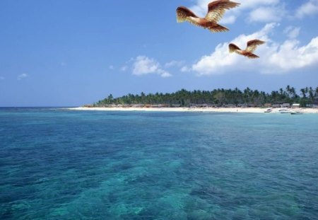 Birds At Island - island, birds