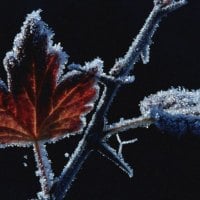 Ice On Leaves 