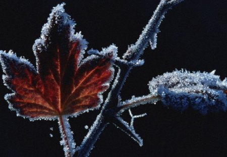 Ice On Leaves  - leaves, ice