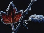 Ice On Leaves 