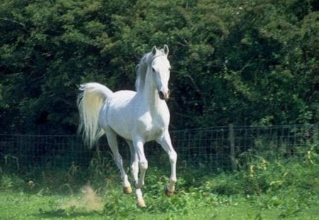 Arabian horse - cavalo, animal, horse