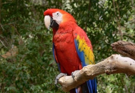 Macaw - bird, animal, macaw