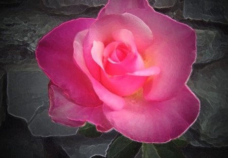 Pink rose - flower, rose, abstract