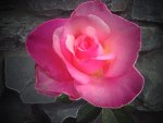 Pink rose