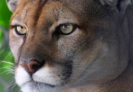 Cougar - cats, face, cougar, animals