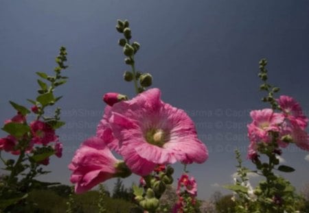 pink beauty - beautiful flowers, lovely colored flower