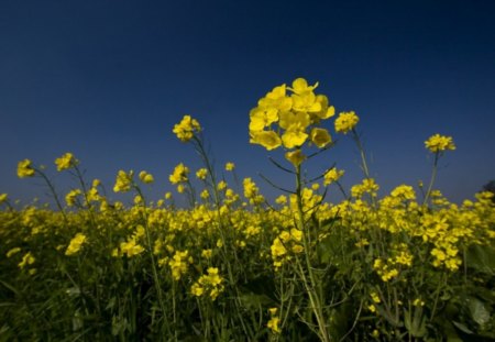 beautiful yellow flowers - lovely flowers, mustard flower