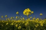 beautiful yellow flowers