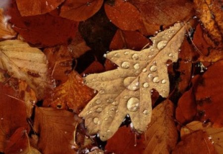 Oak Leaf - droplets, leaf, oak