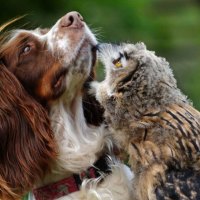 Bird Dog and Owl 02