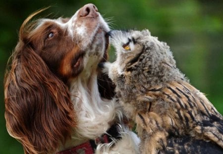 Bird Dog and Owl 02 - owl, bird, canine, dog