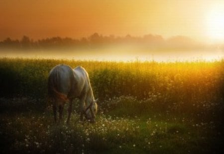 grazing - flowers, daybreak, sunrise, grass, field, horse