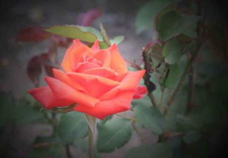 Coral Rose on Black - roses, blooms, dark, photography