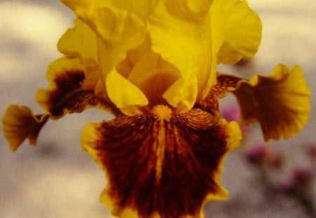 The Dazzler - bi-color, bearded, photography, blooms, iris