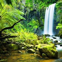 Forest waterfall