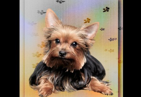 yorkie - dog, animal, psp, yorkie