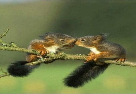 Squirrels are so comical - squirrels, kiss, animals, funny