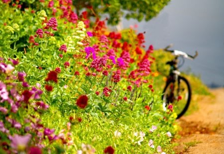 Bicycle walk - fresh, colorful, park, summer, bicycle, floral, alley, tour, walk, beautiful, green, tree, flowers, grass, garden, sand