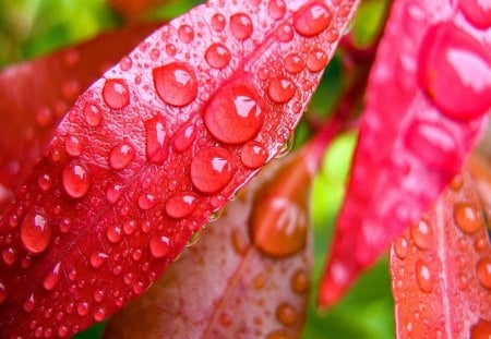 Red leaf with water droplets - nice, freshness, delicate, water, leaf, pretty, green, drops, droplets, fresh, rain, wet, lovely, nature, red, beautiful, leaves