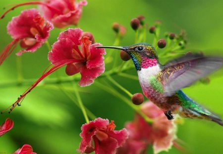 Flying colibri - bird, colibri, beautiful, small, flying, beauty, sweet, flowers, nature, red, green, flight, wings, cute, adorable, smallest