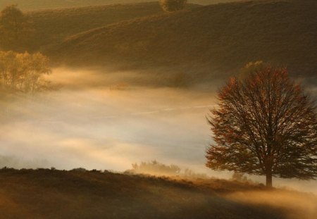 beautiful scenery in mist - hills, tree, fields, mist