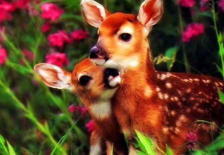 Animal affection - forest, animal, touching, cute, flowers, sweet, buddies, love, adorable, grass, friends, affection, nature, deers