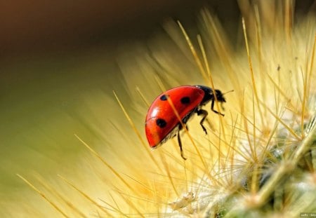 CATFOOT ON THE CACTUS - flowers, cactii, insects, nature, bugs, ladybirds, plants, succulents