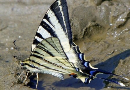 ROYAL SWORDTAIL - nature, insects, swordtails, blues, mud, butterflies