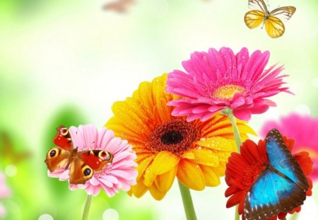 FLOWER FRIENDS - daisies, flowers, insects, nature, gardens, butterflies, gerbera