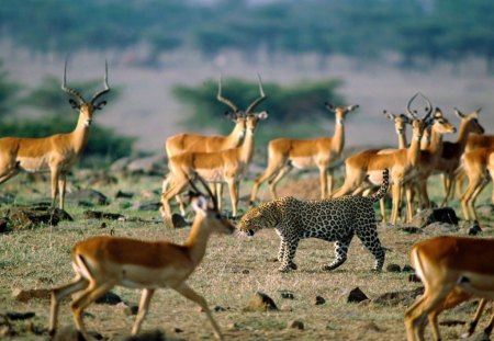 CAT AMONG THE PIGEONS! - leopard, african wildlife, africa, bushveld, savannah, antelope, big five, herds, impala