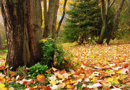 FASHIONABLE AUTUMN - fall, pines, forests, trees, autumn, seasons, colourful, leaves