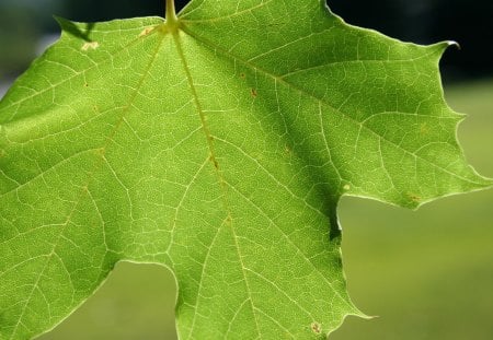 Re-Leaf Map - leaves, forest, trees, spring