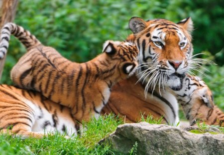 TIGER MOM AND KIDS - wildlife, cubs, children, cats, animals, babies, tigers