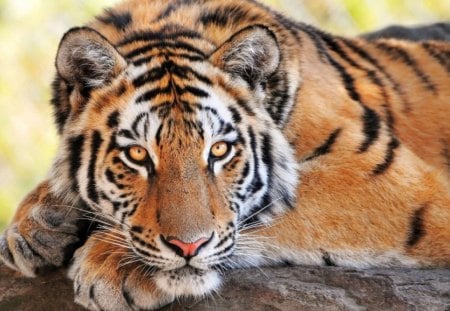 PENSIVE TIGER - wildlife, animals, peaceful, cats, tigers