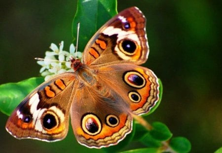 butterfly on a leaf - goldish brown, green, butterfly, leaxes