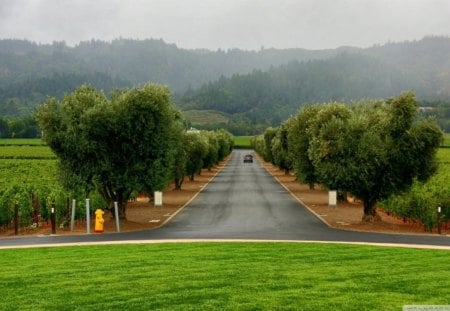 road through vineyards - fog, grass, trees, road