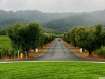 road through vineyards