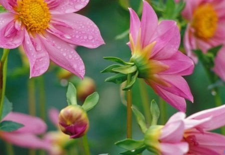 Summer Pinks - flowers, pink, summer, garden