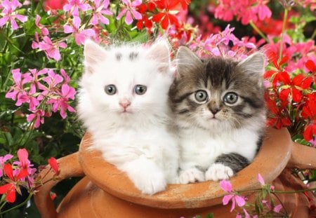 best friends - white, flowers, pink, cats