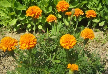 Orange Flowers - orange, green, pretty, flower