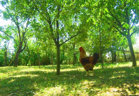 Grass - grass, chicken, tree, green