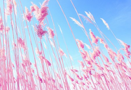 Pink grasses in the beach - nature, hd, sky, beach, pink, photography, grasses, flowers