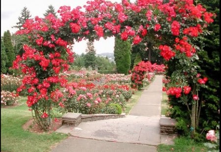 Rose Arch - flowers, nature, rose, arch