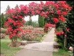 Rose Arch