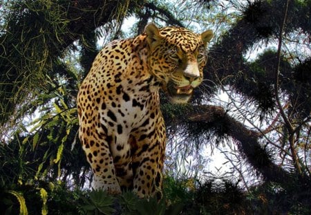 leopard - trees, hunting, brush, beast, cat